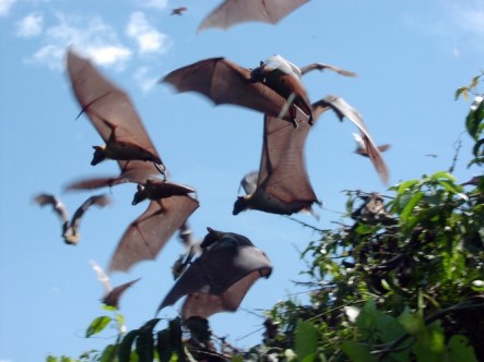 EBOLA BATS