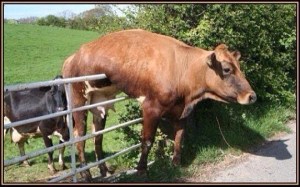 THE ROMNEY POSITION!